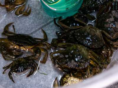 Infine notiamo dei grossi granchi verdongnoli (�mezzelune� in dialetto barese) impiegati nella lotta contro i molluschi